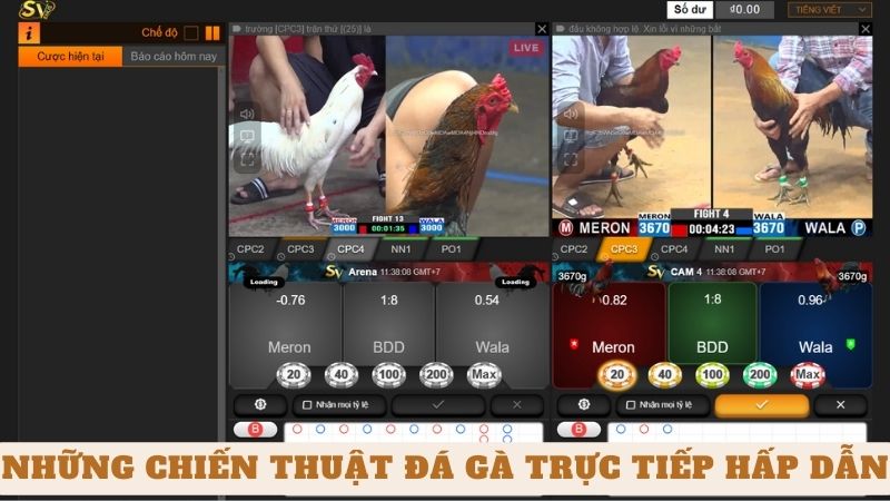 Những Chiến Thuật Đá Gà Trực Tiếp Hấp Dẫn